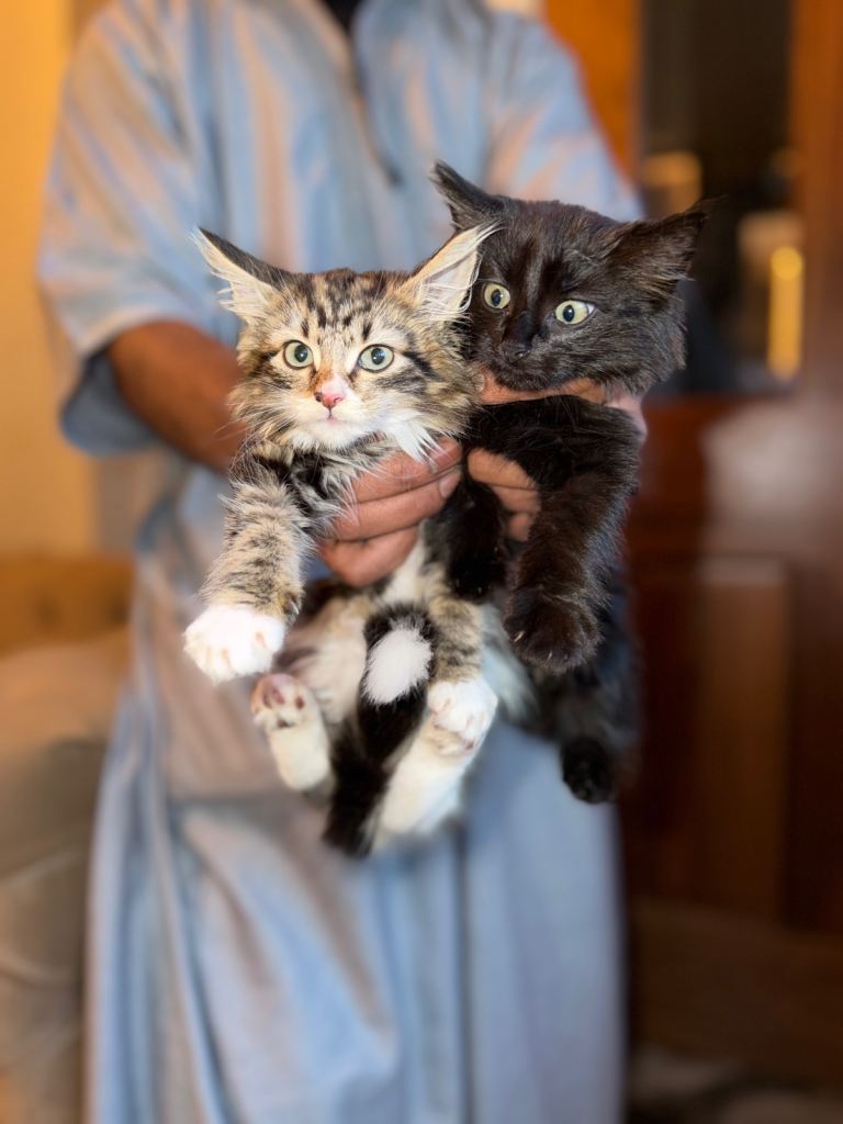 Kittens fluffy ready to go