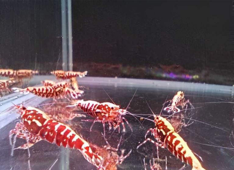 Caridina shrimp – Taiwan Galaxy Red