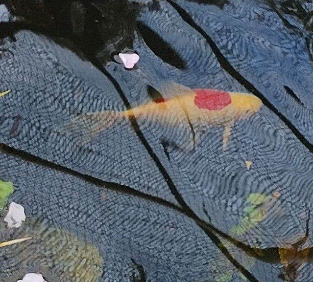 All 7 Large 8 plus inches.Quality disease free pond gold fish