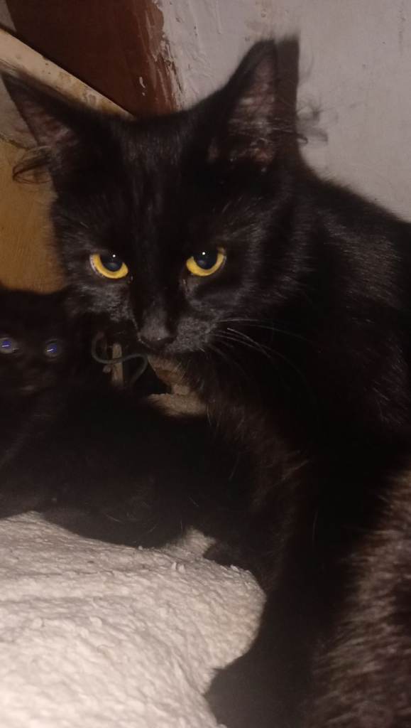 Beautiful kittens Norwegian forest cross