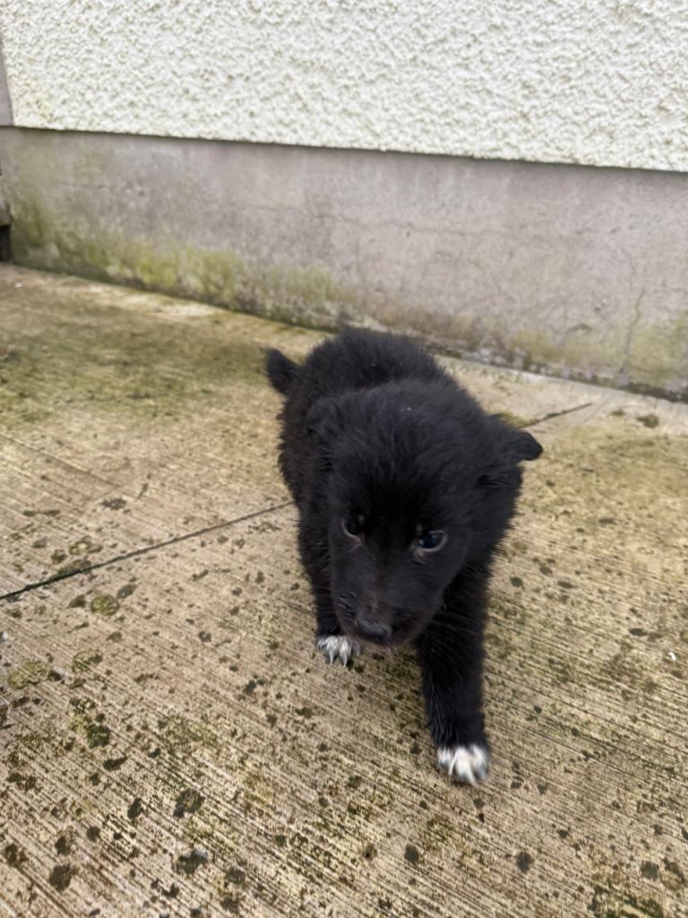 Golden retriever x rough collie PUP