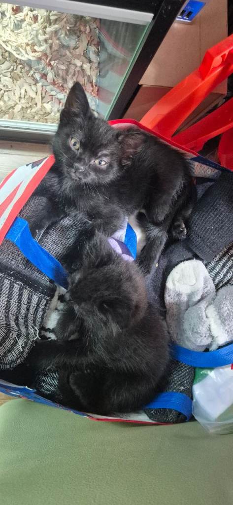 Kittens for sale.