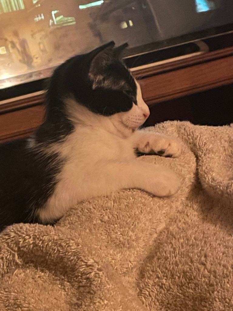 Adorable female kittens 