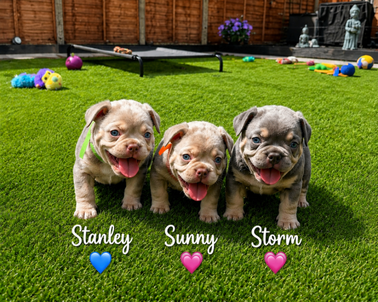 3  beautiful frenchie puppies ready for for ever home 