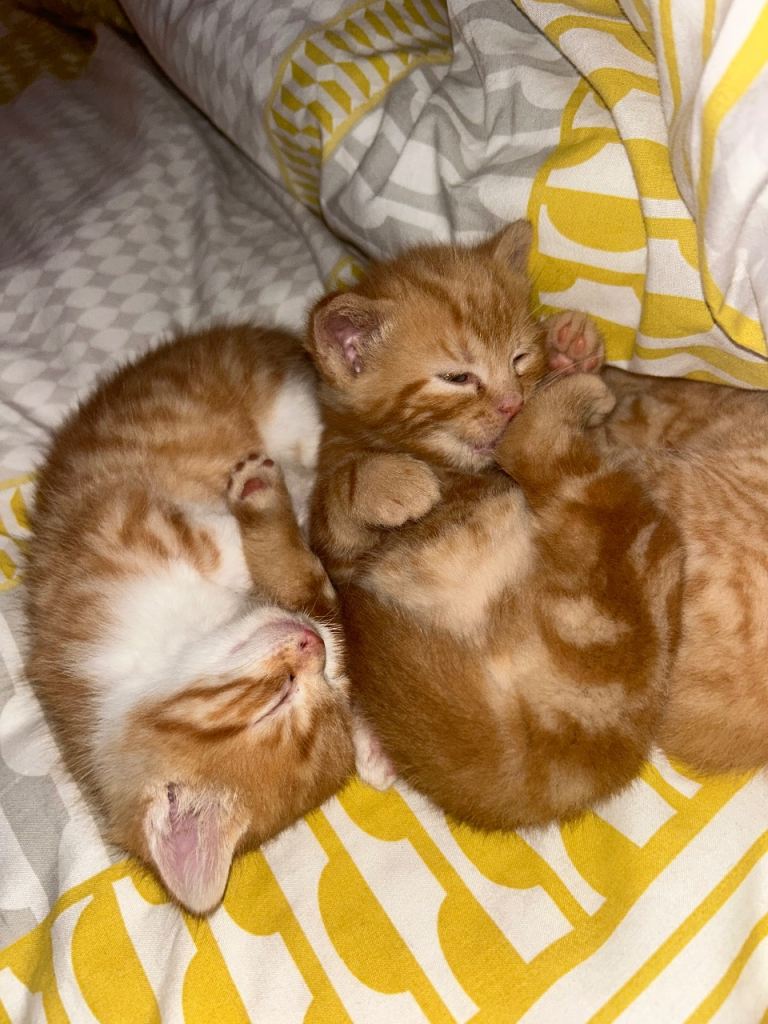 🧡Kittens🧡