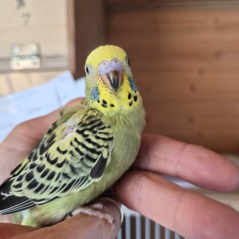 Baby budgies, 