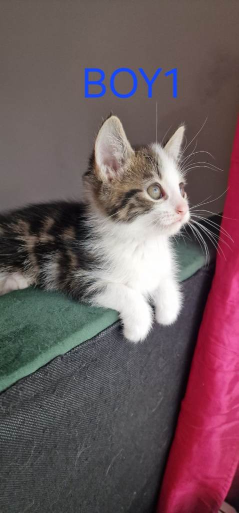 Happy, Healthy Kittens Seeking Forever Families