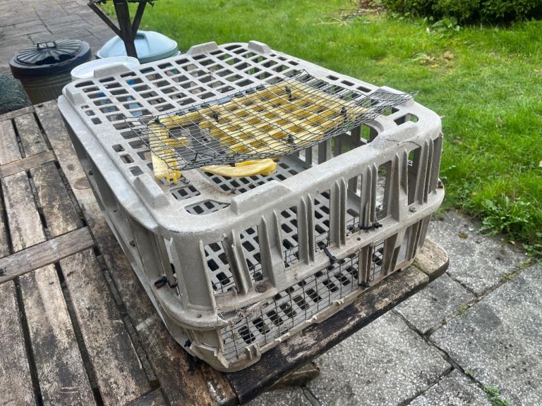 Pet / chicken carrier 