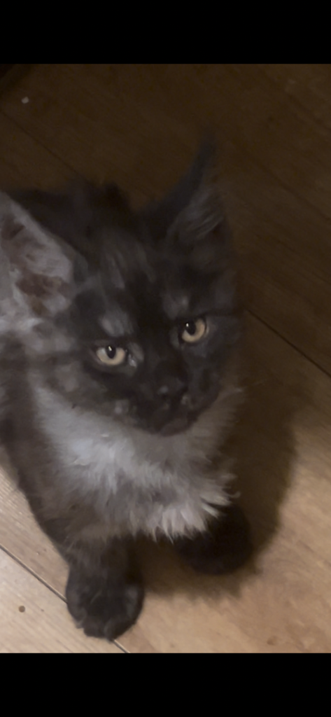 5 BEAUTIFUL MAINECOON KITTENS LEFT 