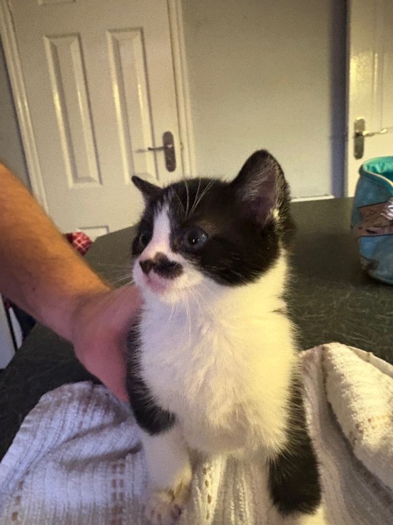 Adorable Kittens Ready for Their New Homes from 15/12/25 – Playful & Loving!