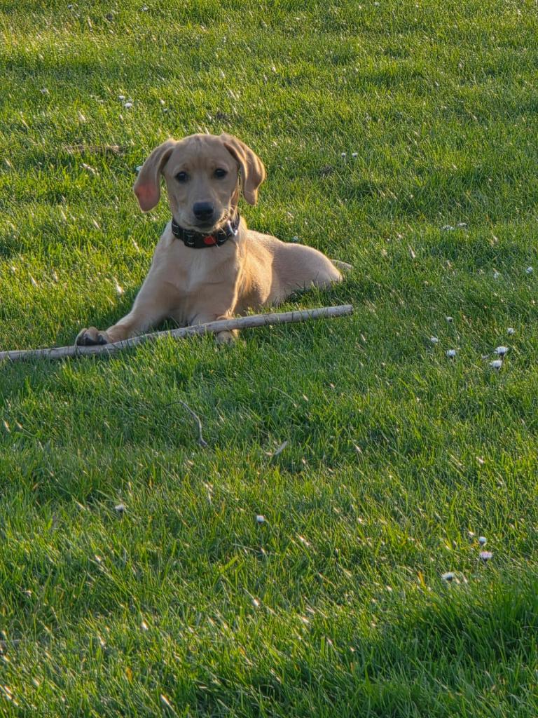 Female labrador