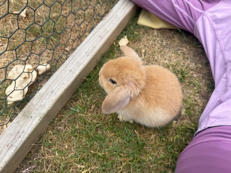 Mini lob bunnies 