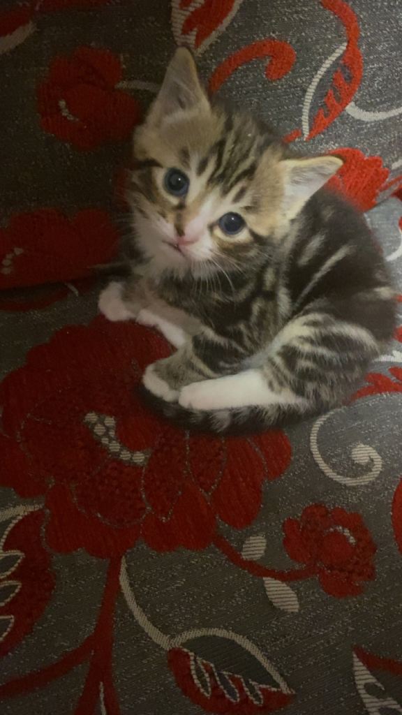 Adorable 10Week-Old Brown, white,grey Tabby Kittens Ready for a New Home