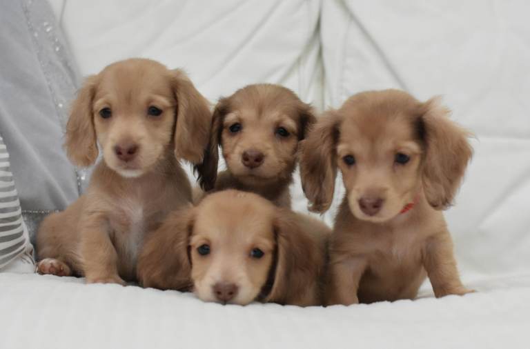 Miniature Dachshund Long Haired READY TO LEAVE