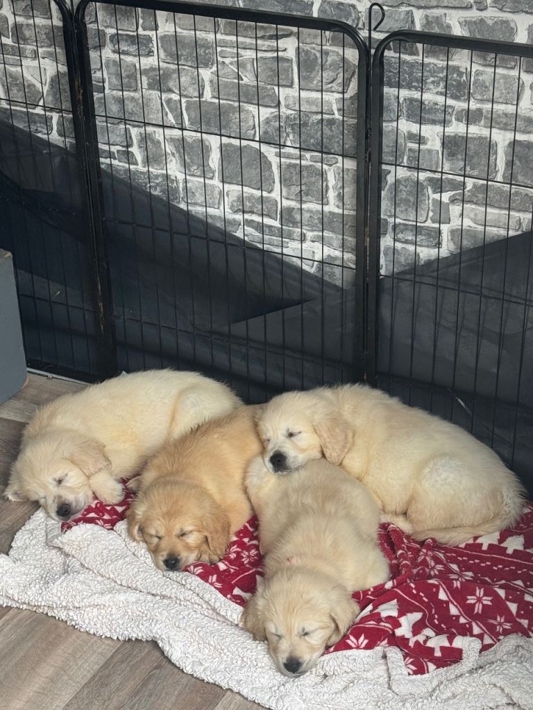 Golden Retriever Pups