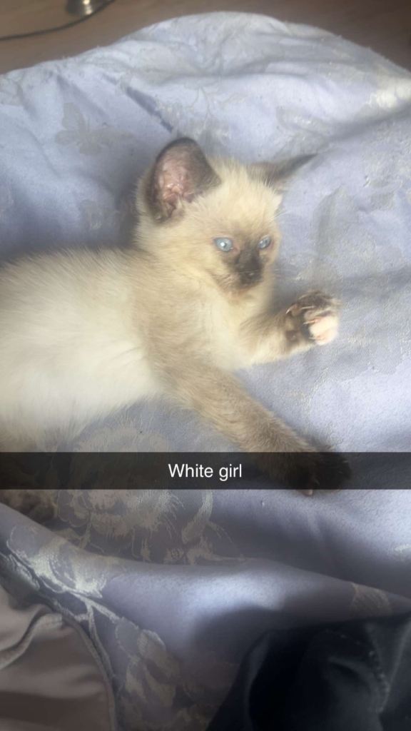*ready* read description Maine coon x ragdoll kittens 