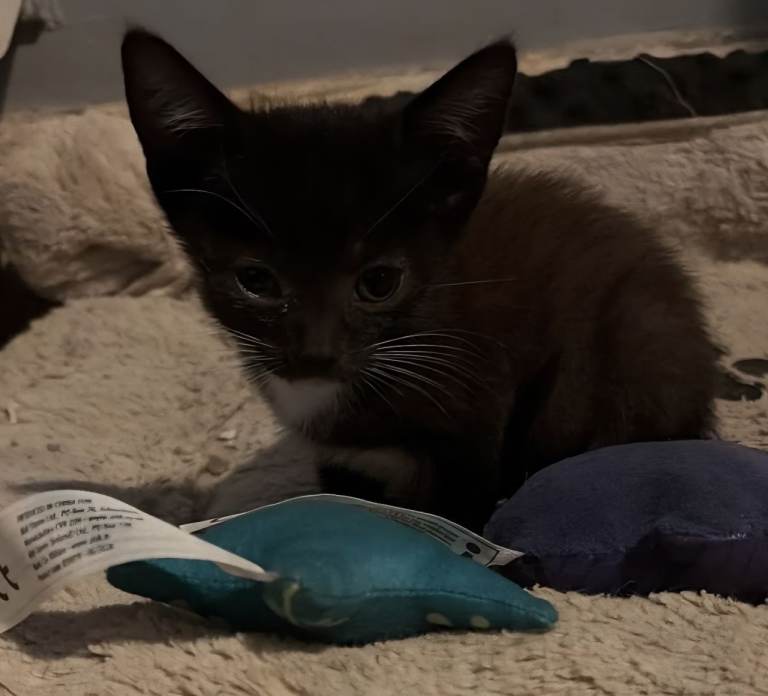Stunning kittens for sale