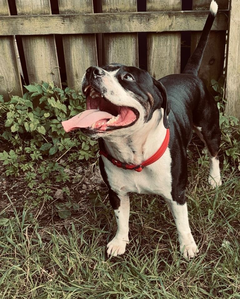 Staffordshire Bull Terrier