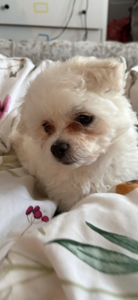 1 male Bichon Frise puppy 9 weeks old ready to leave now