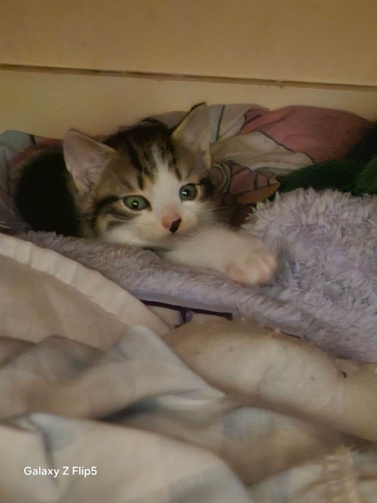 Kittens for sale