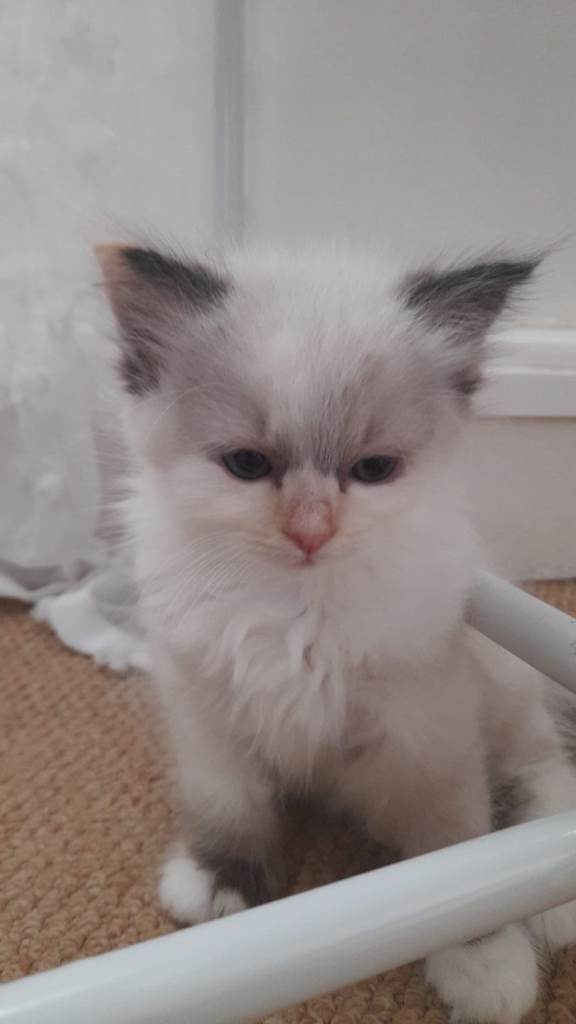 Ragdoll kittens 