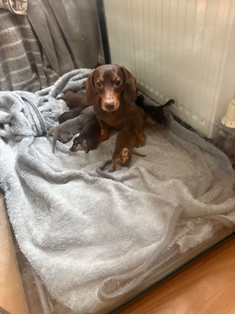 Miniature dachshund 