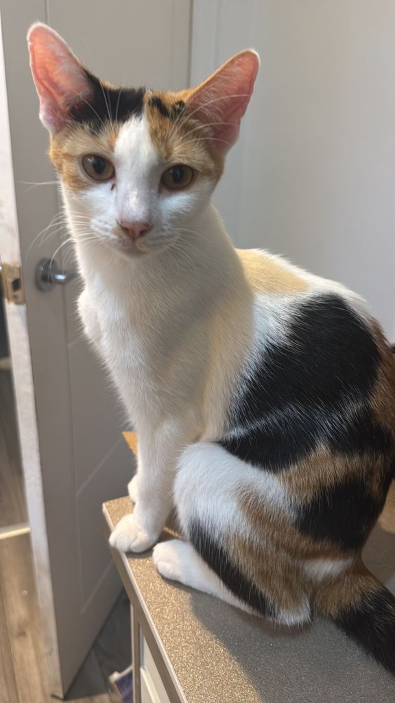 Beautiful cat for sale 