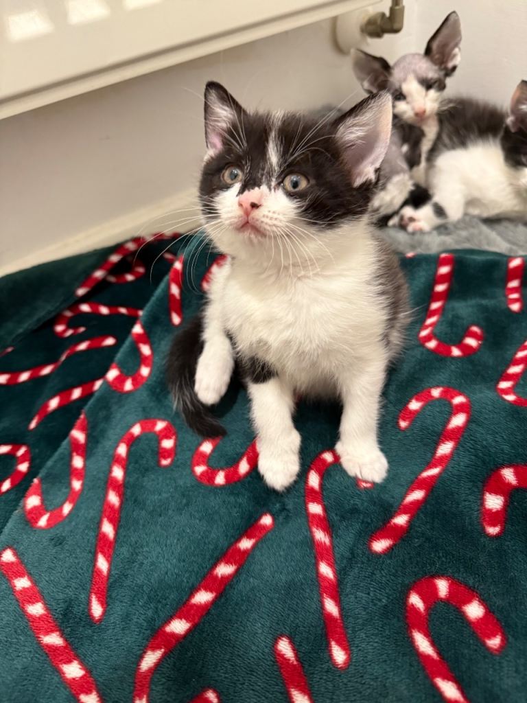 4 gorgeous kittens looking for there forever home