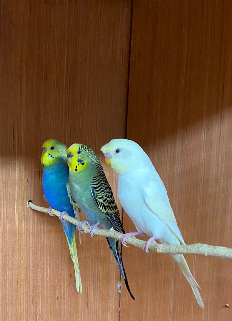 Just 4 baby budgies left for sale