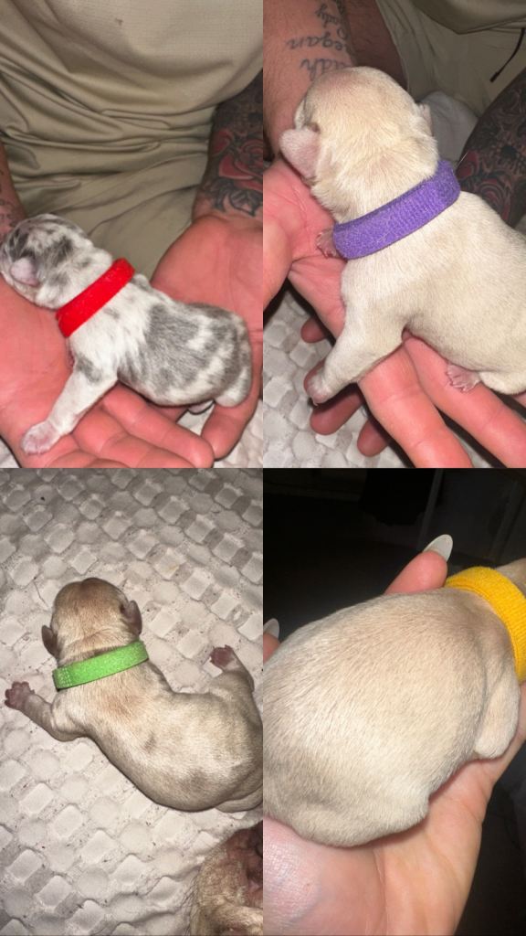DWKC registered french bulldog puppies 