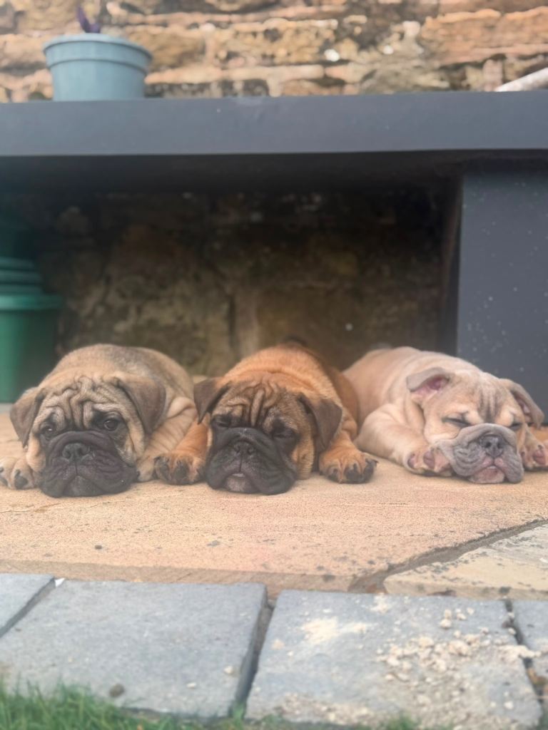 British bulldogs 