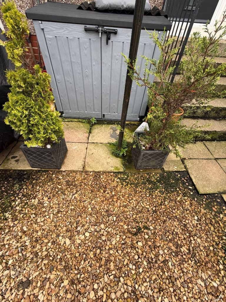 Evergreen Conifer Plant in Grey Square Planter