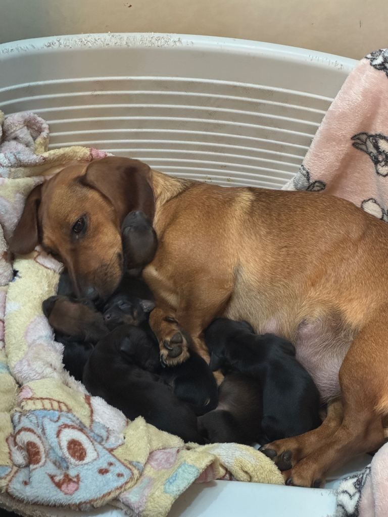Dachshund puppies 