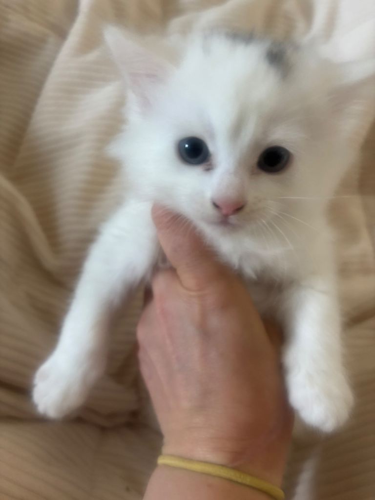 4 bengal cross ragamuffin kittens for sale