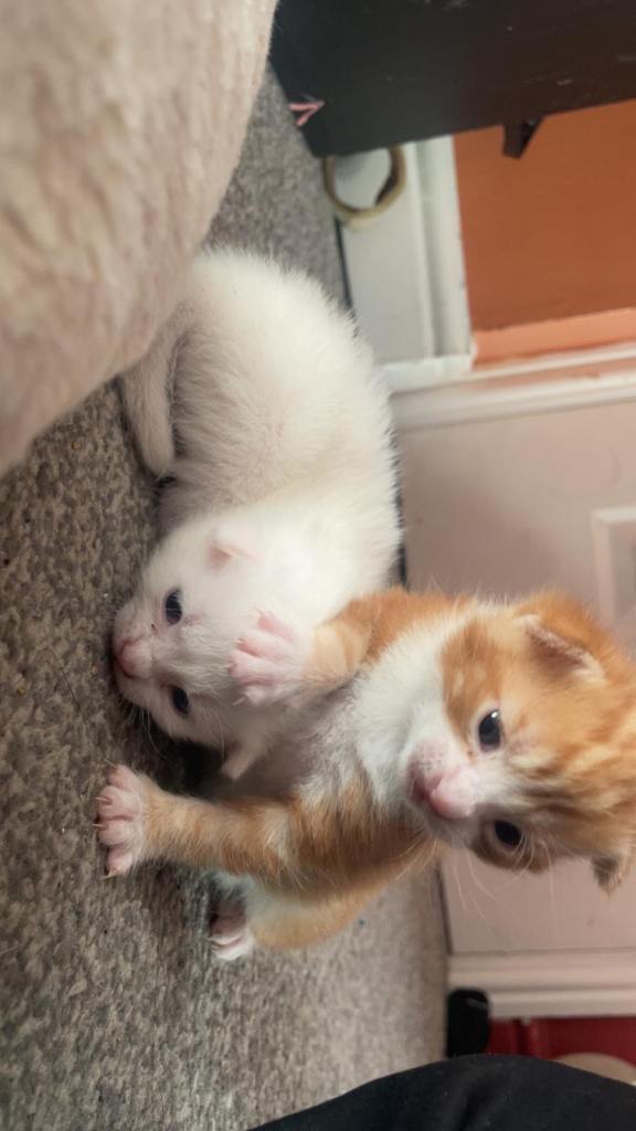 Beautiful kittens for sale 