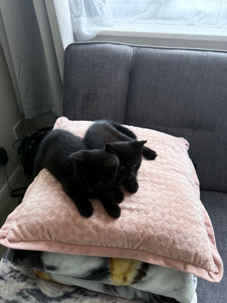 2 male black kittens for sale