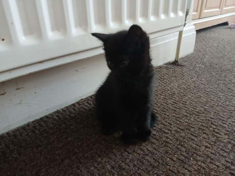 Black Kitten for Sale – 8 Weeks Old, Litter Trained