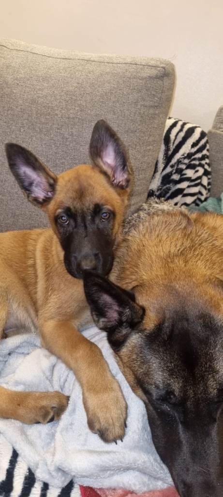 Stunning Belgian Malinois puppies for sale