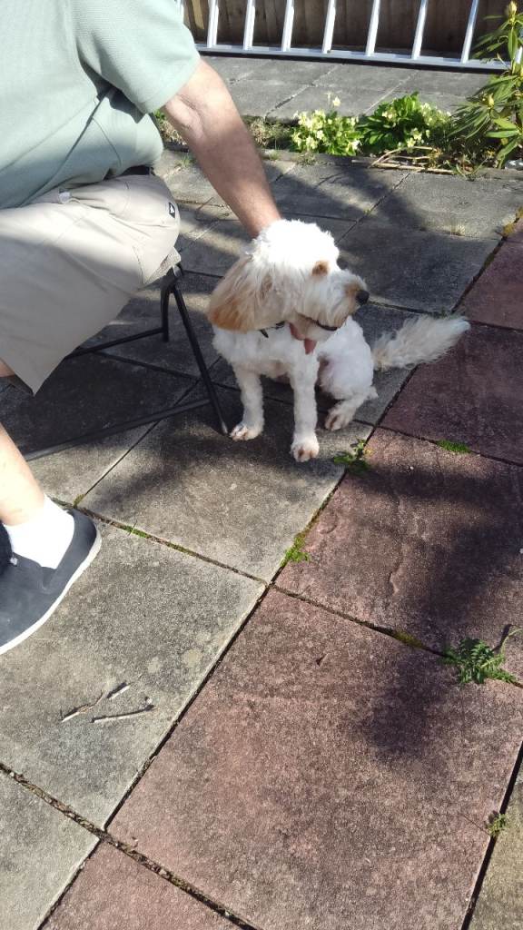 Cavapoo for sale 