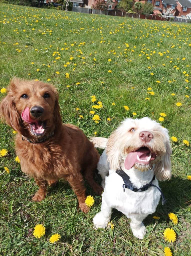Goldendoodle and cockapoo rehome in Wakefield