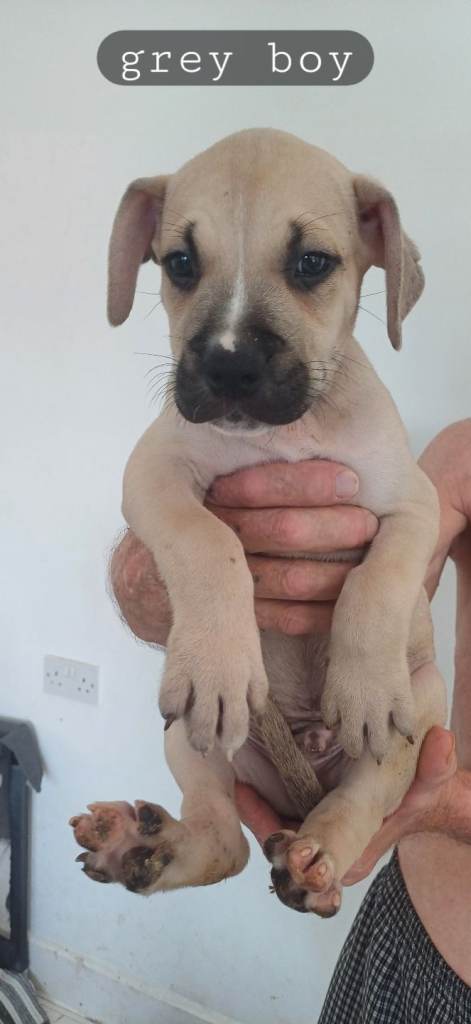 Mastiff x staffy puppies 