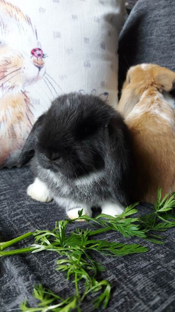 Baby Mini Lop Rabbits