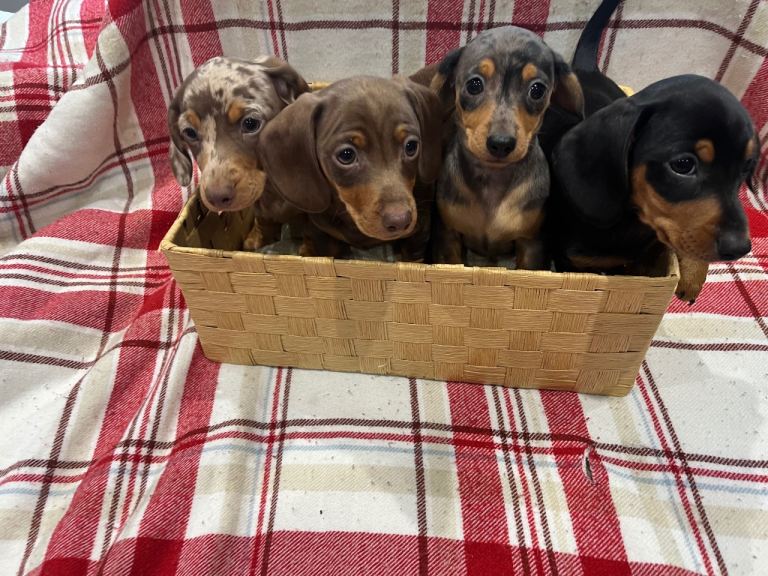 Miniature dachshunds for sale
