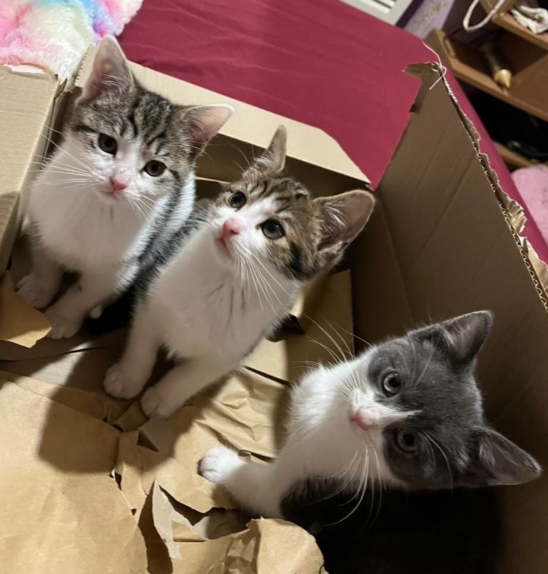 Beautiful Tabby & Grey Kittens – Ready Now