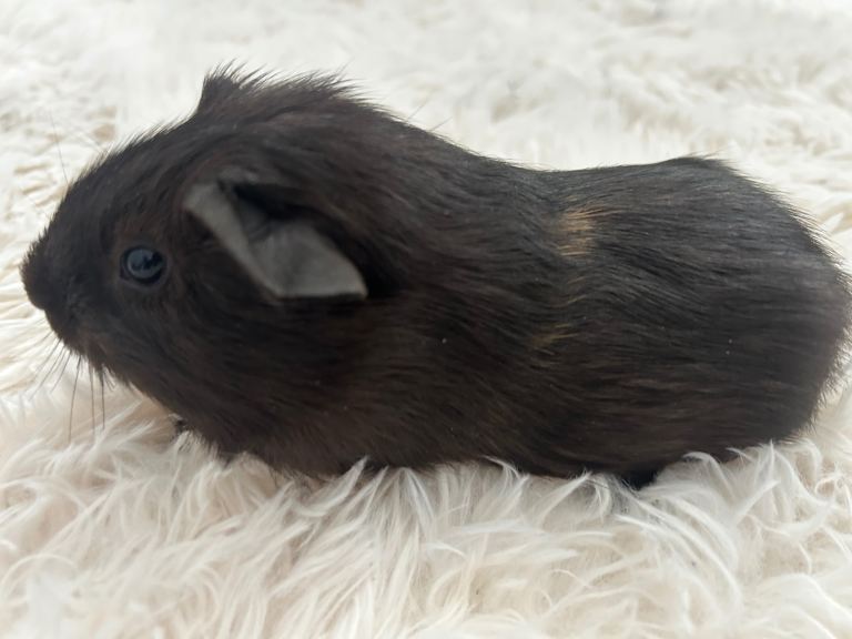 Baby Guinea pigs - 1 left back avalible 