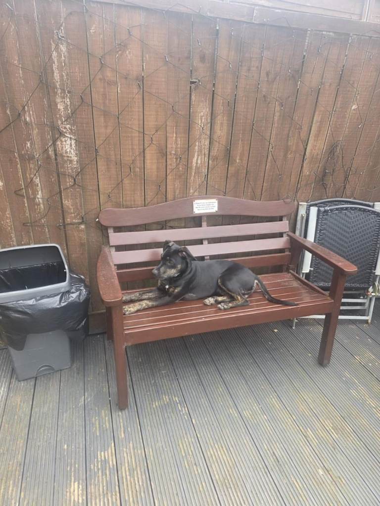 Puppy in need of rehoming