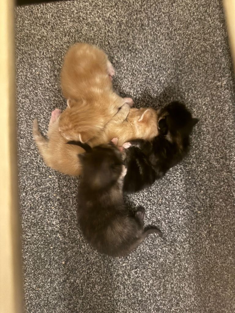Kittens 