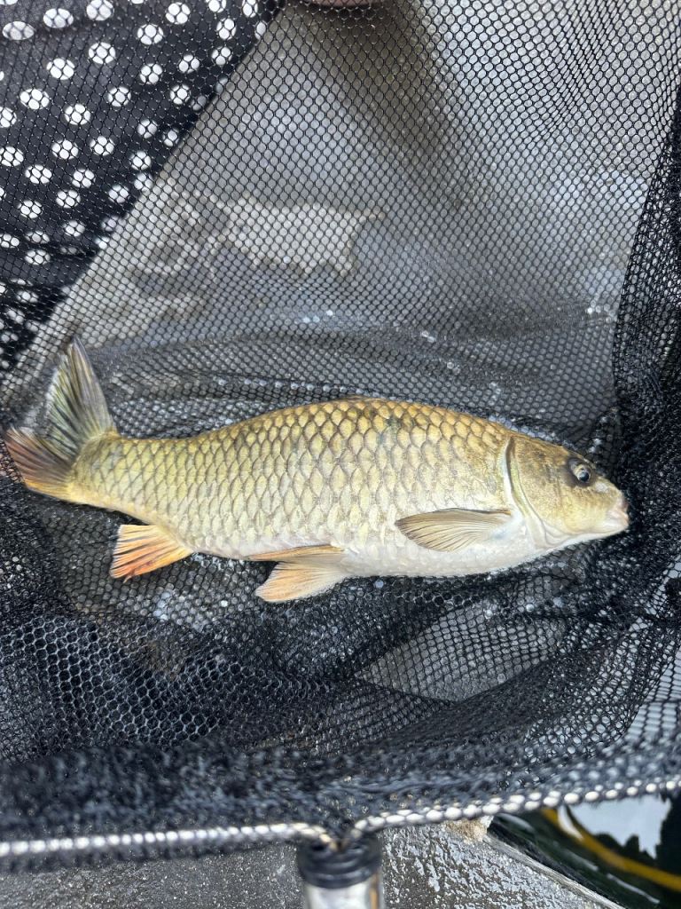 Large ghost koi