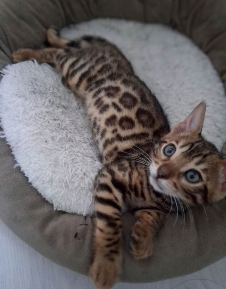 Male Bengal kitten