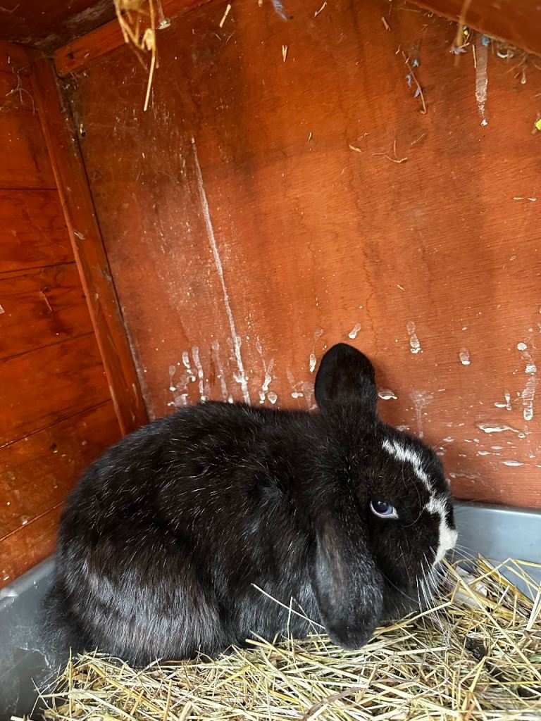 Mini lop rabbit female 
